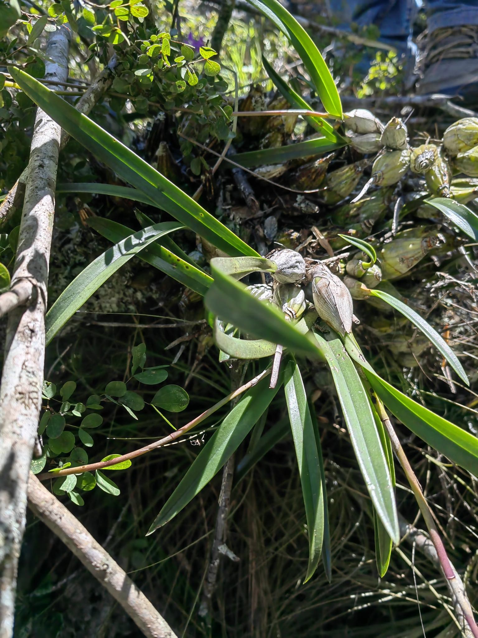 Laelia albida